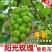 阳光玫瑰葡萄苗嫁接苗，自家基地