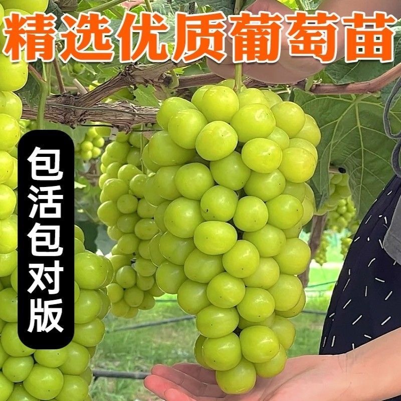 阳光玫瑰葡萄苗嫁接苗，自家基地