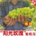 阳光玫瑰葡萄苗嫁接苗，自家基地