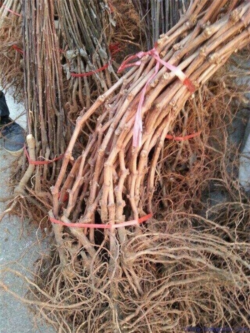 阳光玫瑰葡萄苗嫁接苗，自家基地