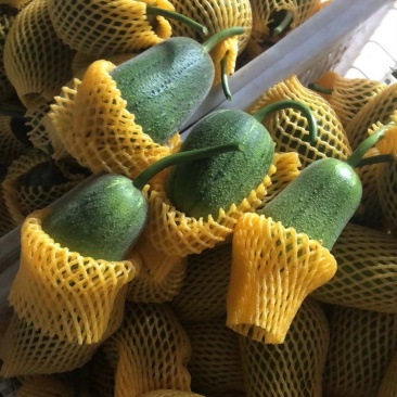 苹果丝瓜。开始出来。质量很好可以长期合作共赢。欢迎光临本