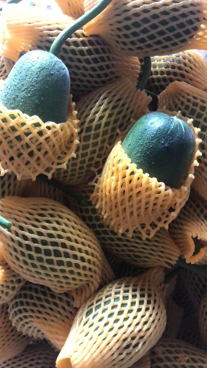 苹果丝瓜。开始出来。质量很好可以长期合作共赢。欢迎光临本