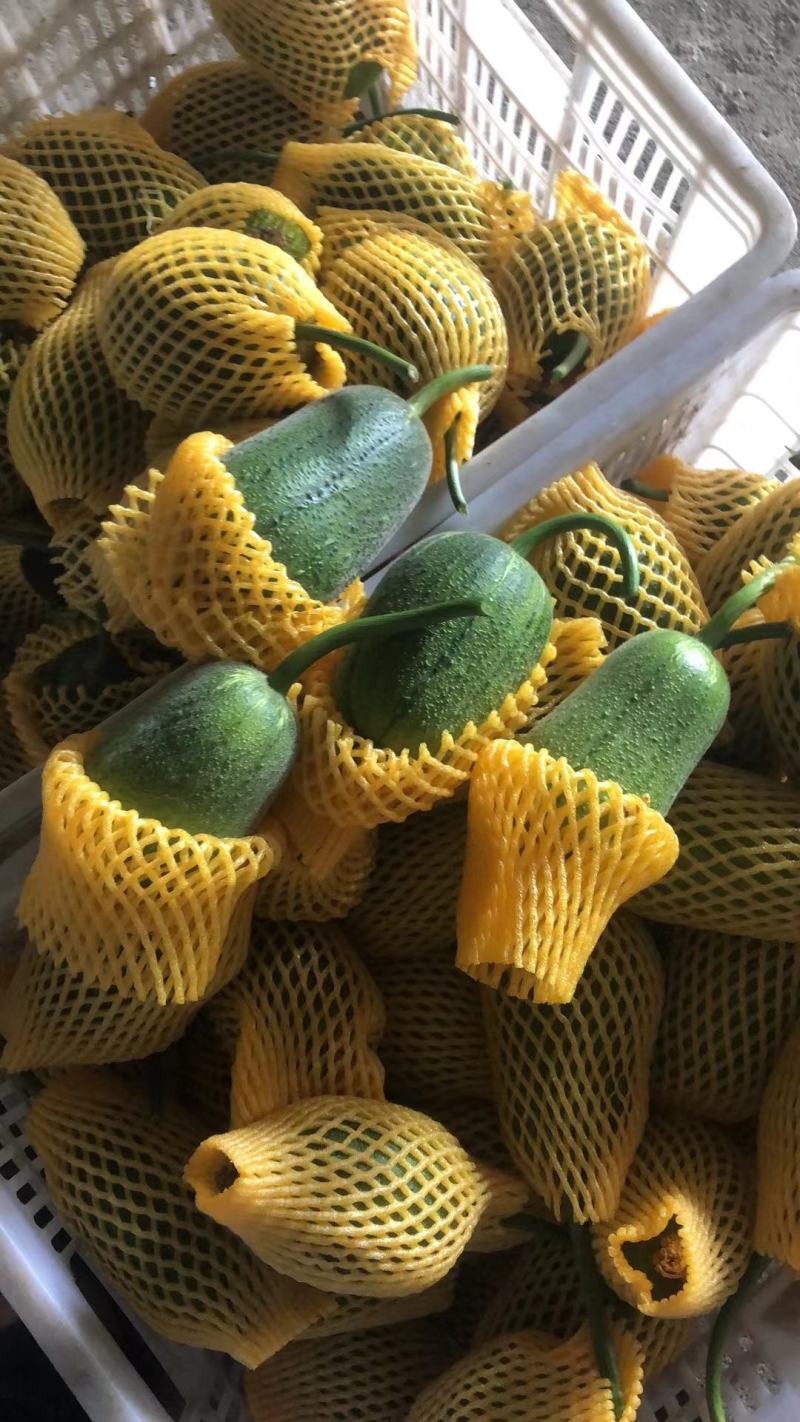 苹果丝瓜。开始出来。质量很好可以长期合作共赢。欢迎光临本