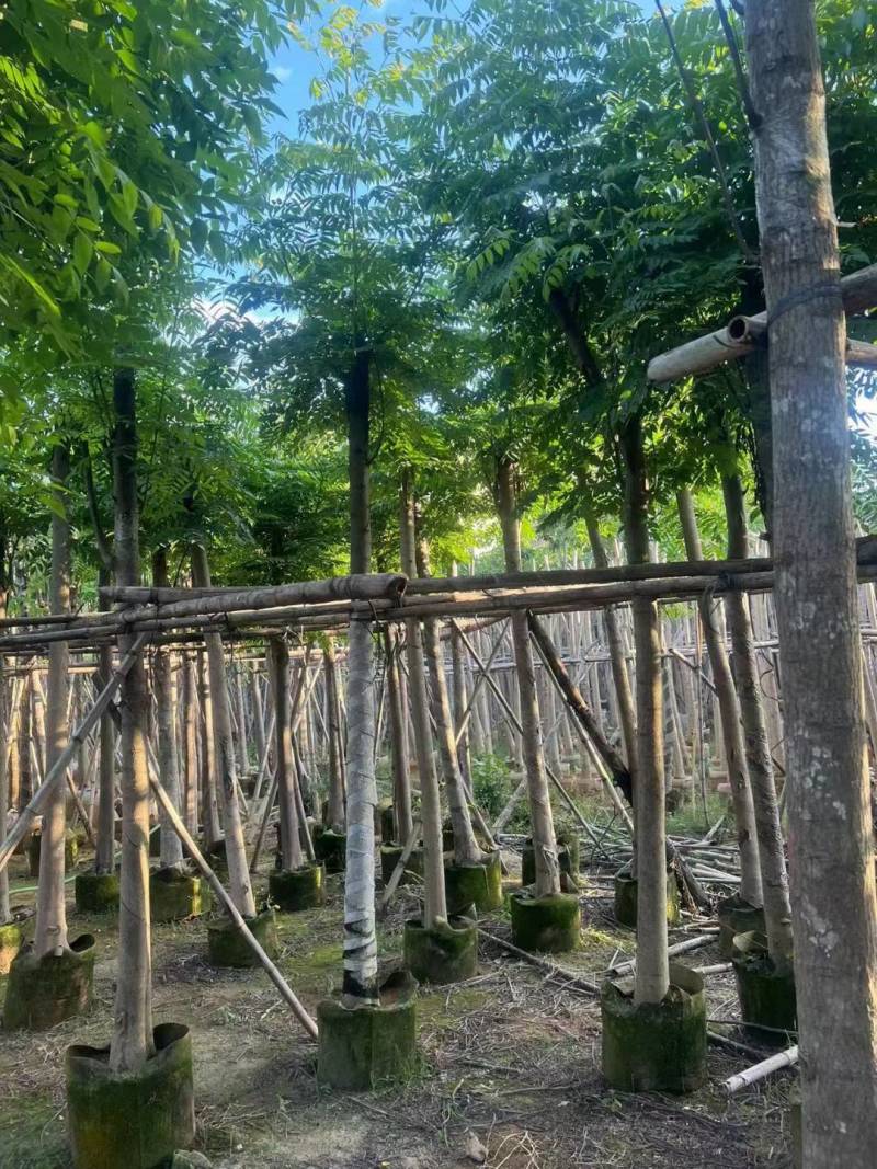 栾树袋苗黄山栾树大量米径8-12-15-20分规格齐全
