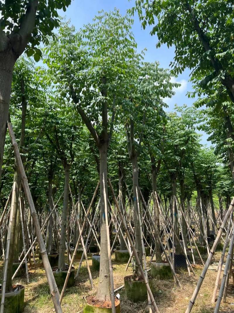 栾树袋苗黄山栾树大量米径8-12-15-20分规格齐全
