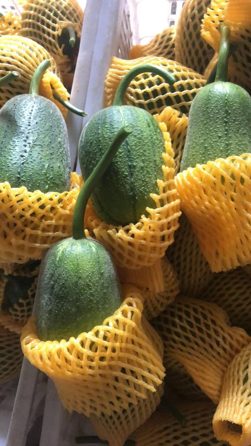 苹果丝瓜。开始出来。质量很好可以长期合作共赢。欢迎光临本