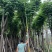 栾树袋苗黄山栾树大量米径8-12-15-20分规格齐全