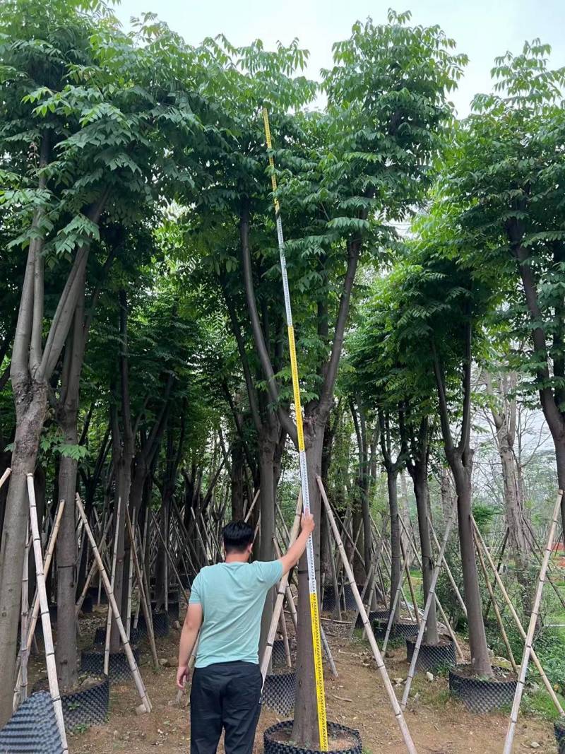 栾树袋苗黄山栾树大量米径8-12-15-20分规格齐全