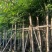 栾树袋苗黄山栾树大量米径8-12-15-20分规格齐全