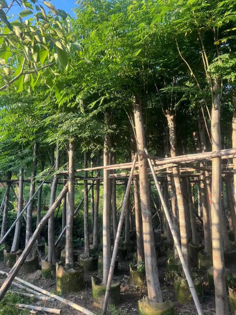 栾树袋苗黄山栾树大量米径8-12-15-20分规格齐全