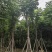栾树袋苗黄山栾树大量米径8-12-15-20分规格齐全