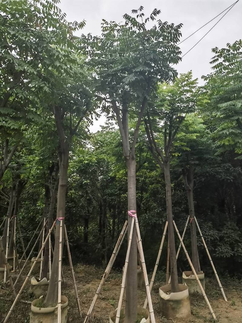 栾树袋苗黄山栾树大量米径8-12-15-20分规格齐全