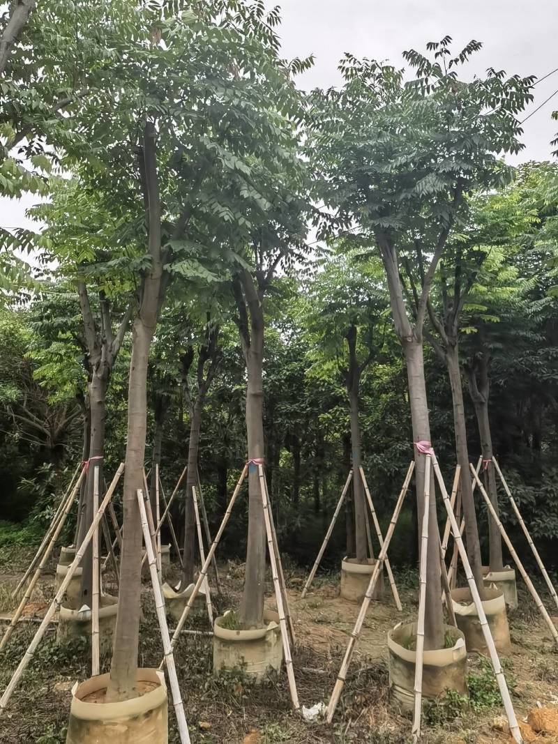 栾树袋苗黄山栾树大量米径8-12-15-20分规格齐全