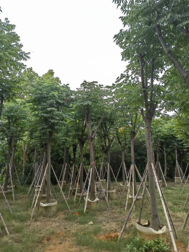 栾树袋苗黄山栾树大量米径8-12-15-20分规格齐全