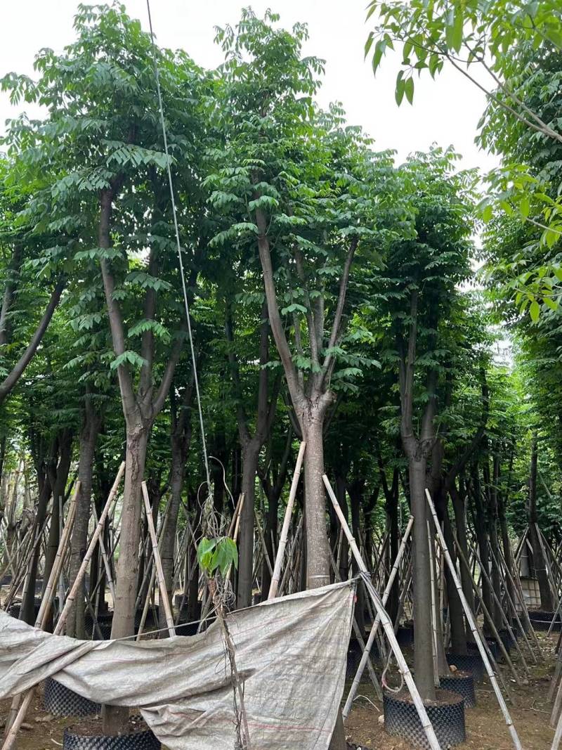 栾树袋苗黄山栾树大量米径8-12-15-20分规格齐全