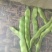 芸豆架豆王四季豆花芸豆规格多样价格优惠，欢迎采购