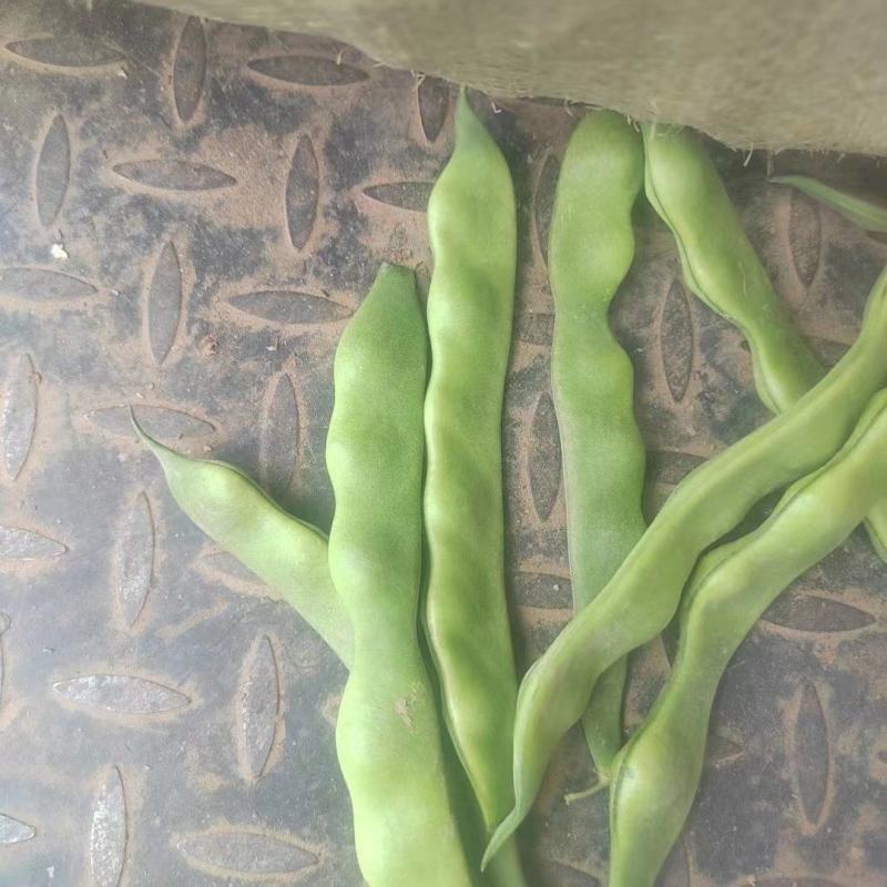 芸豆架豆王四季豆花芸豆规格多样价格优惠，欢迎采购