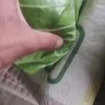 甘蓝圆包菜，中甘甘蓝，产地货源，量大从优价格优惠，电联