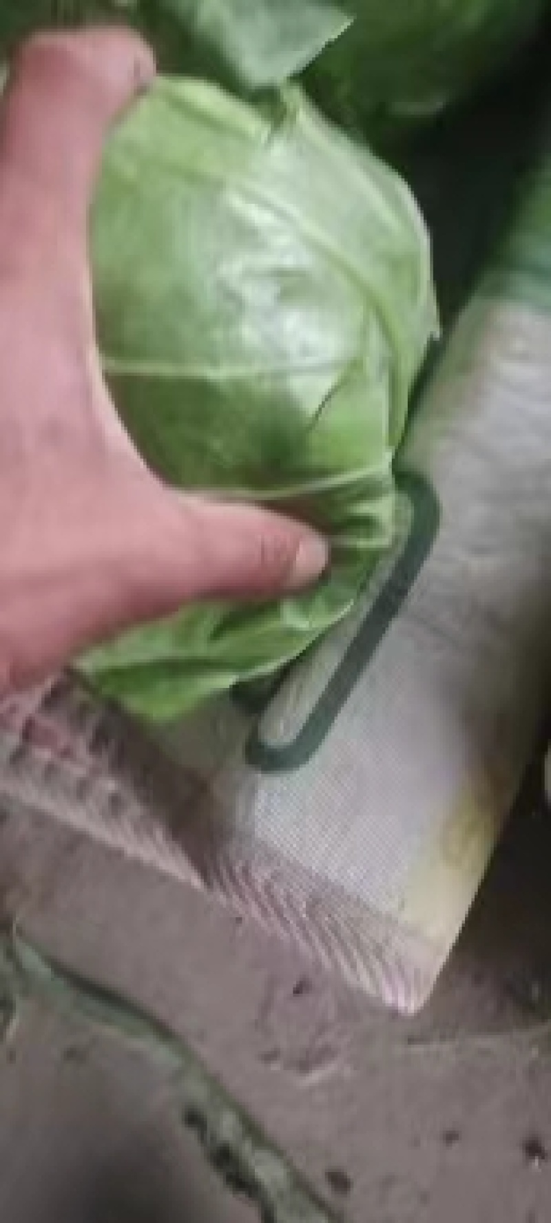 甘蓝圆包菜，中甘甘蓝，产地货源，量大从优价格优惠，电联