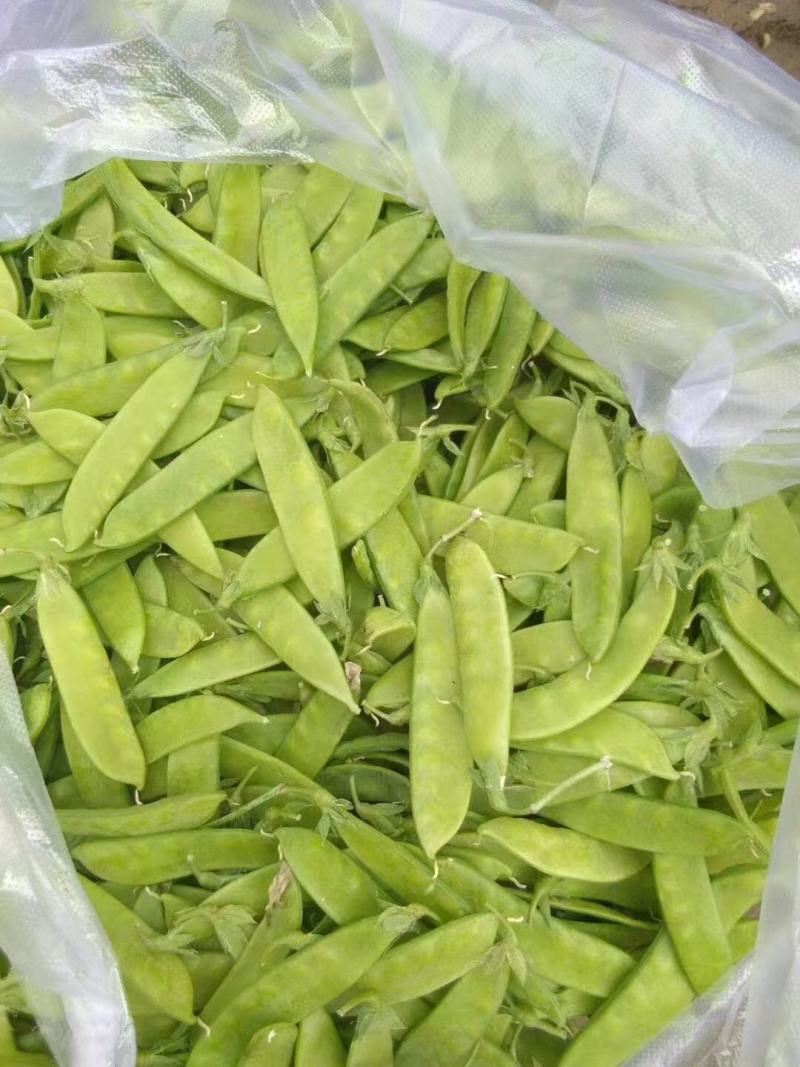 芸豆架豆王四季豆花芸豆规格多样价格优惠，欢迎采购