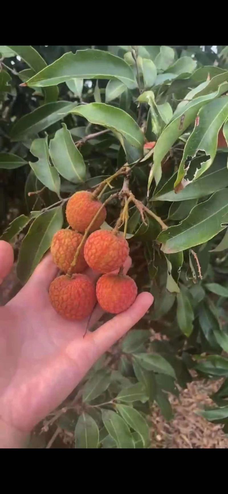 白糖罂荔枝广东湛江原产地直发新鲜现摘量大从优欢迎电联