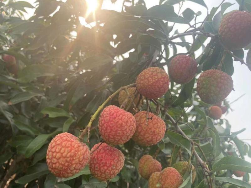 白糖罂荔枝广东湛江原产地直发新鲜现摘量大从优欢迎电联
