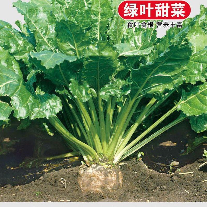 红甜菜根种子多彩甜菜种子高产甜菜种子农家老品种含糖量