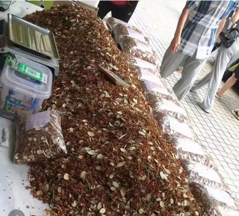 金龙茶