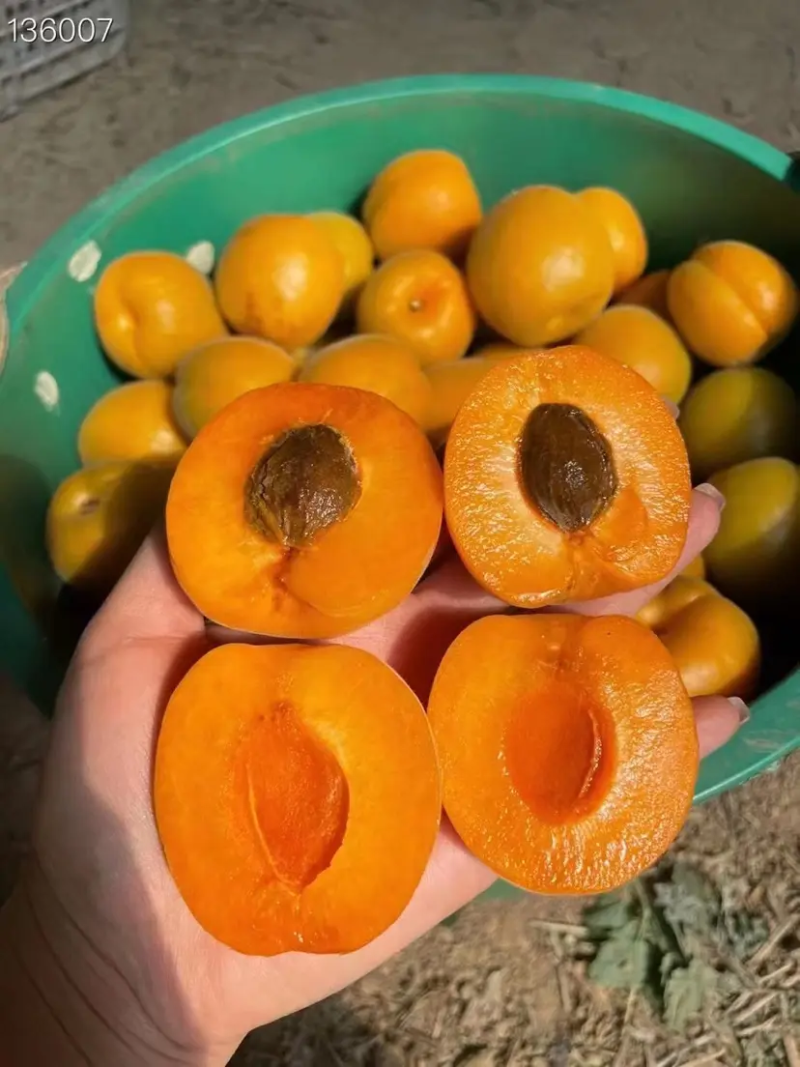 丰园红杏，陕西杏子，大荔水果批发，货源充足稳定交通便利