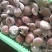 河北邢台鲜香菇承接电商批发商加工厂