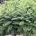 1米高度苗、蓝花楹