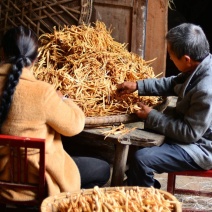 川明参