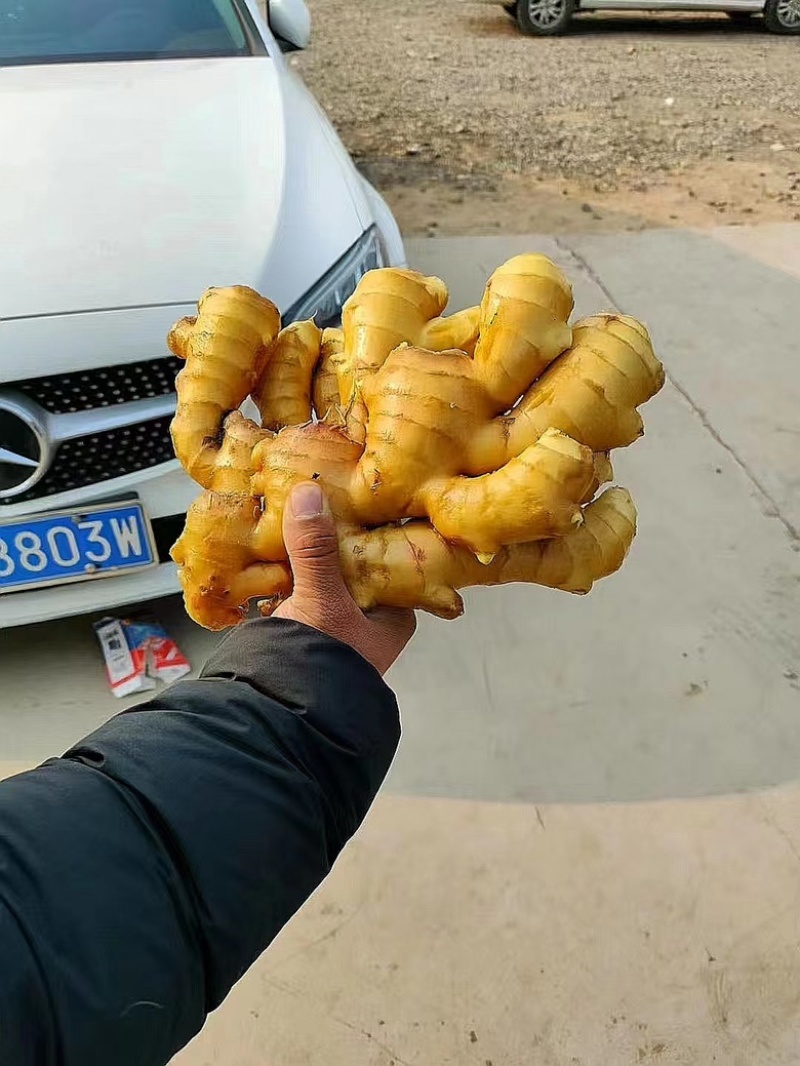 山东生姜批发产地大黄姜供应一手货源产地直发