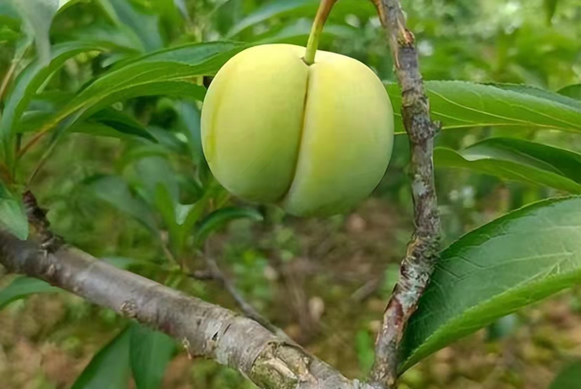 展示蜂糖李在催熟前后的外观与质地变化,左侧为未成熟果实,右侧为催熟后果实 蜂糖李催熟前后对比图