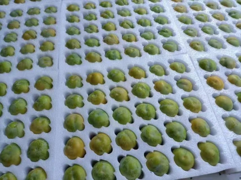 蜂糖李果实特写