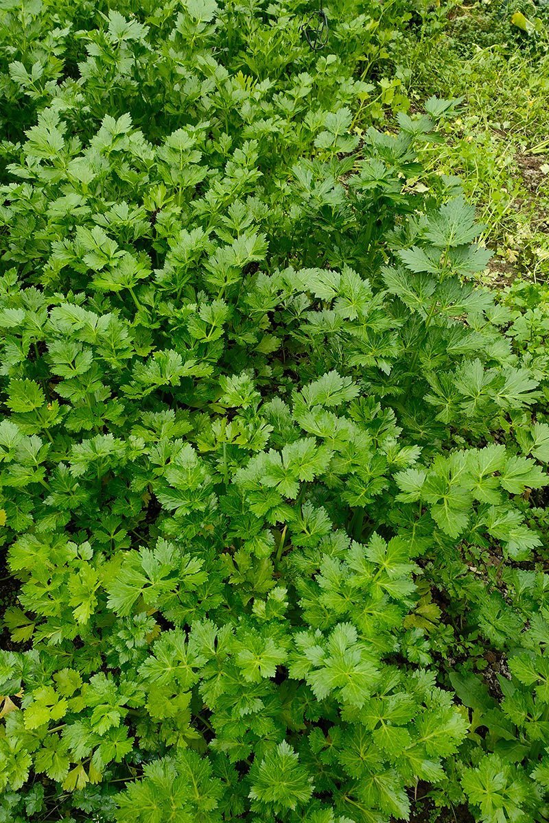 【商家推荐】芹菜精选大量上市新鲜采摘全国可发