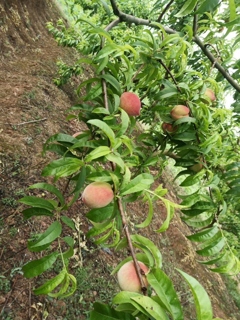 平息社区阳春玉桃