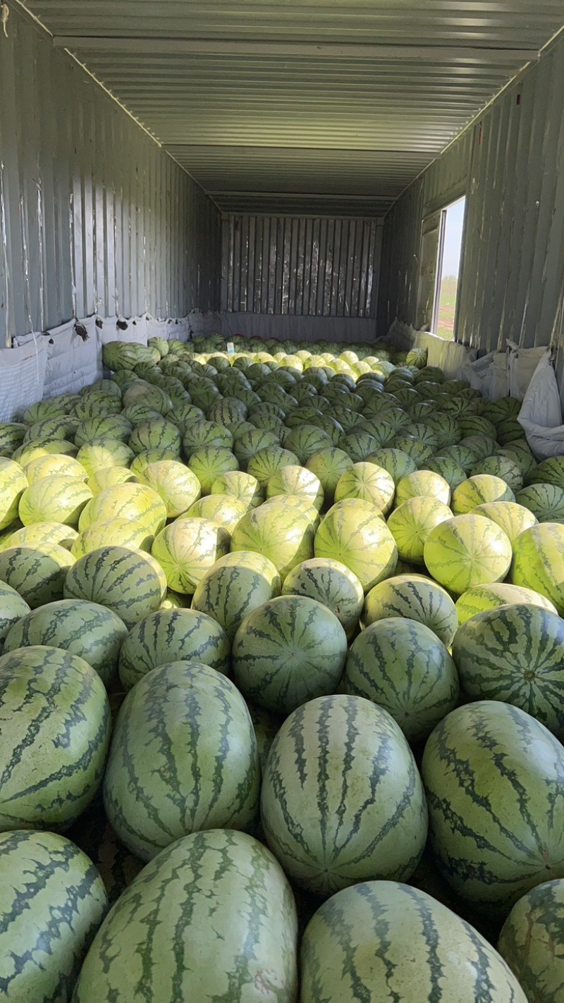 金城5号西瓜新疆西瓜，质量保证，果大味甜，发往全国各地