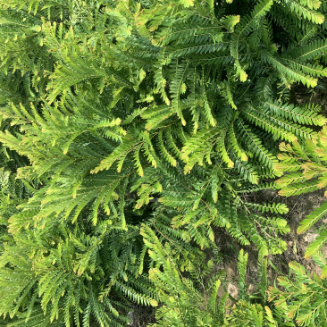 油橄榄苗甜橄榄嫁接苗一手货源余甘果嫁接