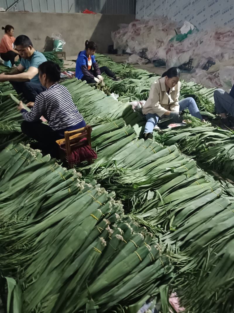 沅江市洞庭湖芦苇叶