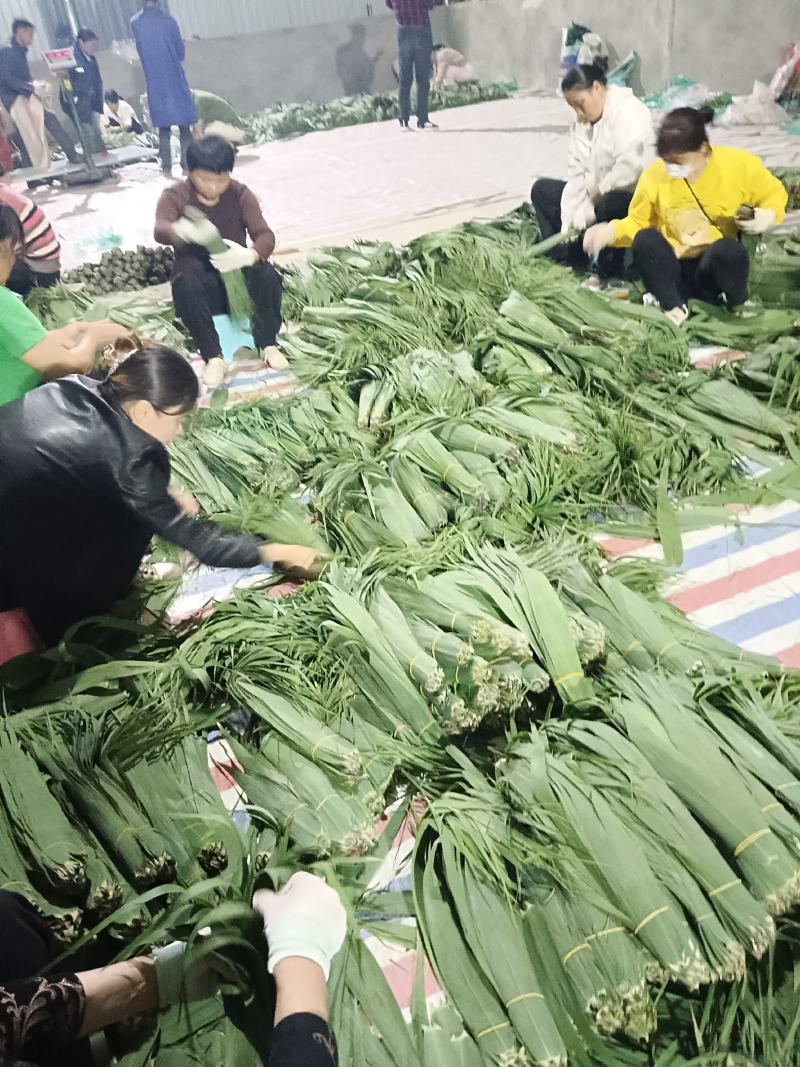 沅江市洞庭湖芦苇叶