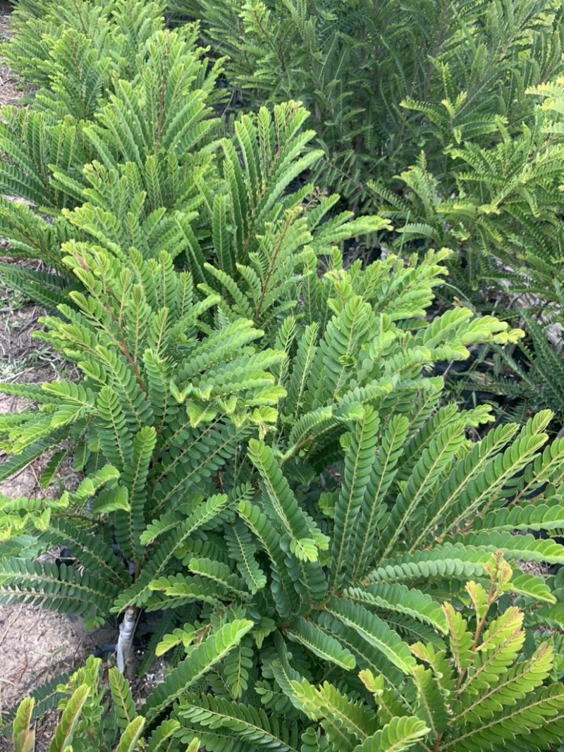 油橄榄苗甜橄榄嫁接苗一手货源余甘果嫁接