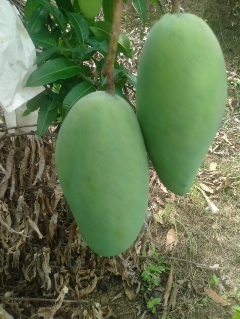 云南大青芒