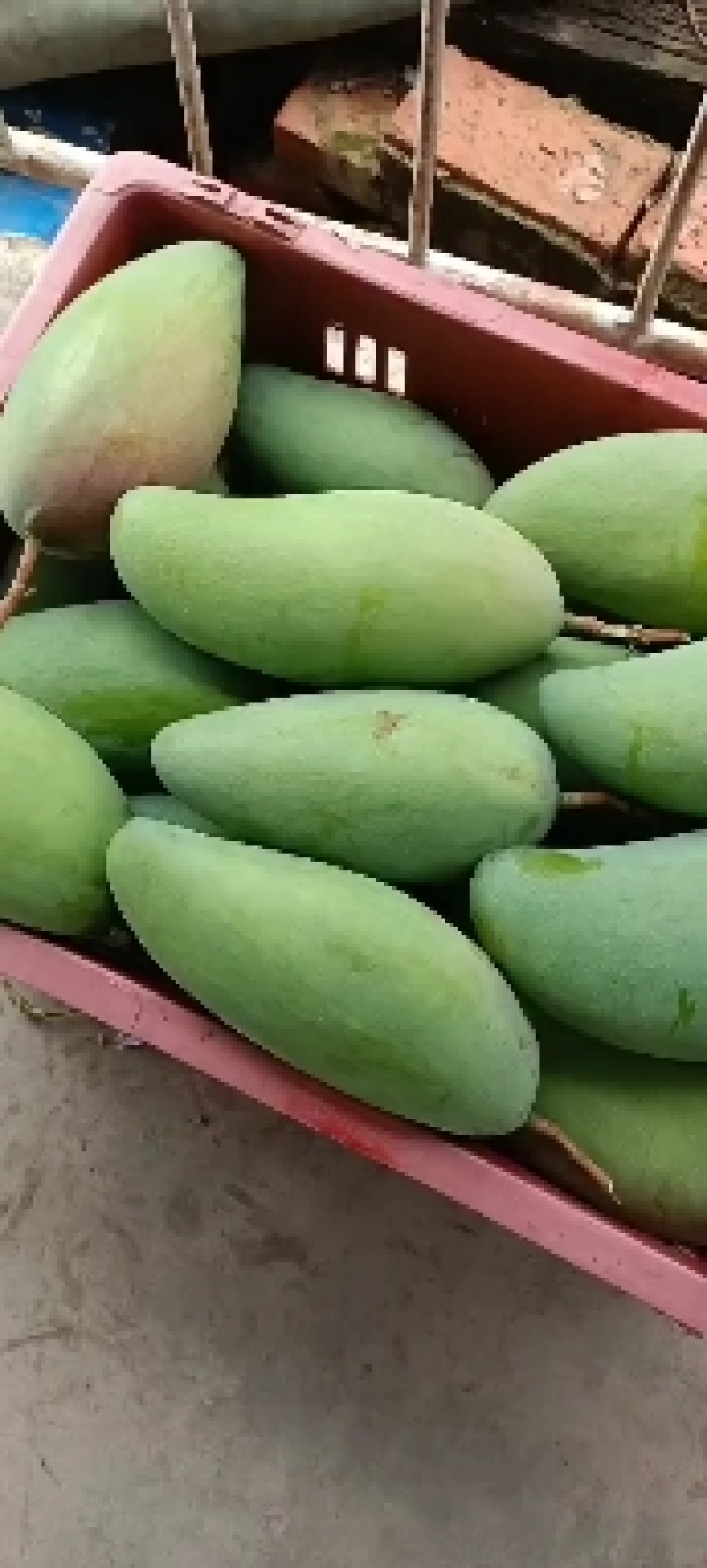 云南大青芒