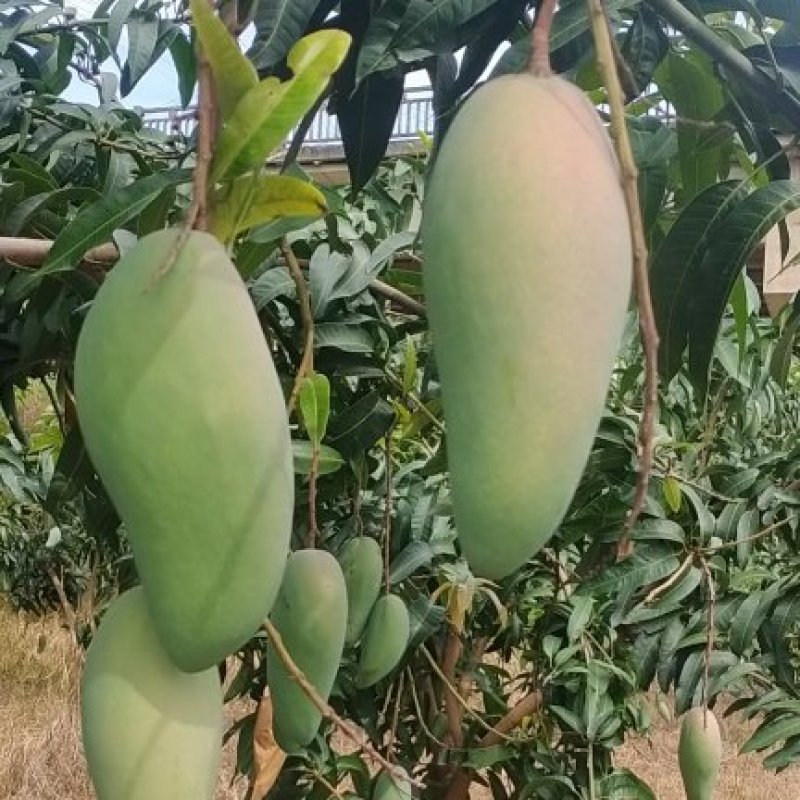 云南大青芒