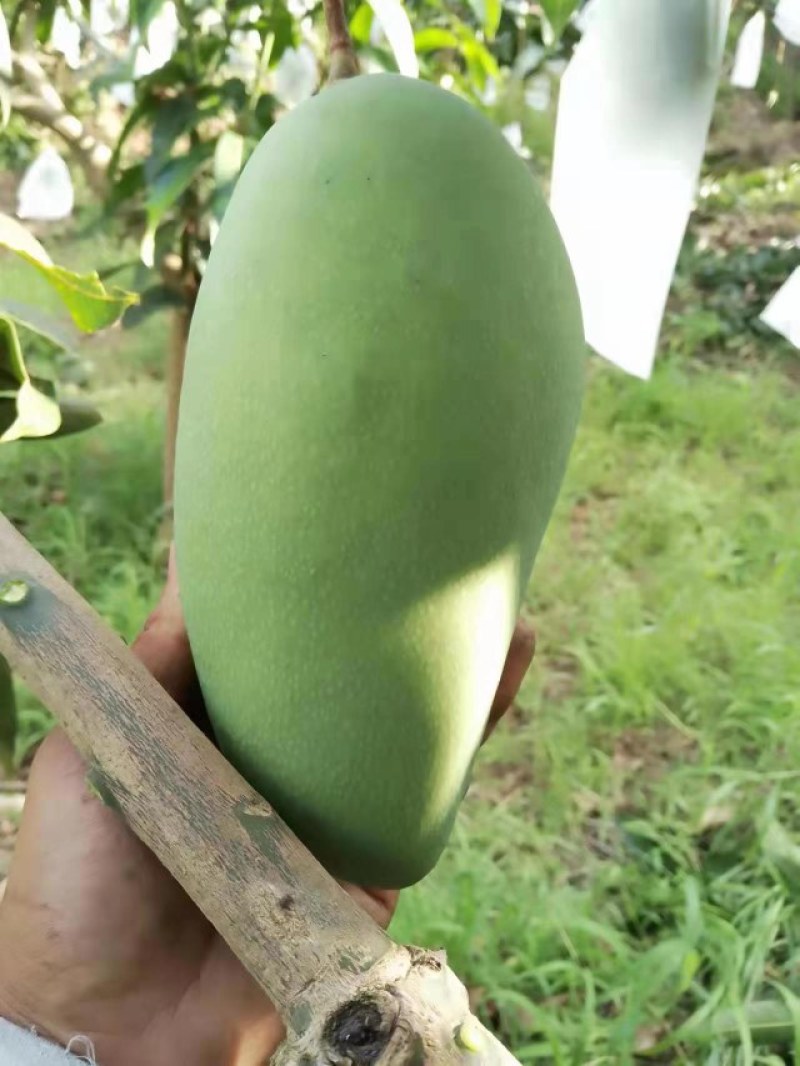 云南大青芒