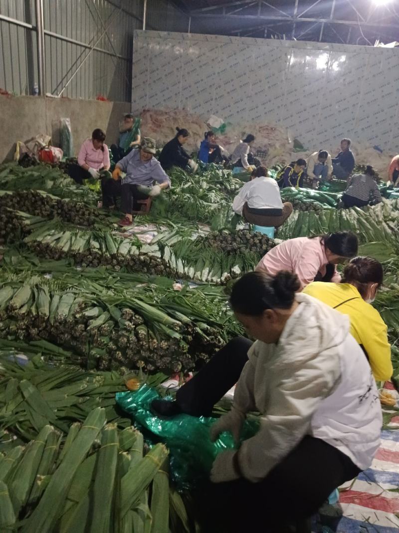 沅江市洞庭湖芦苇叶源于洞庭湖畔的风光！