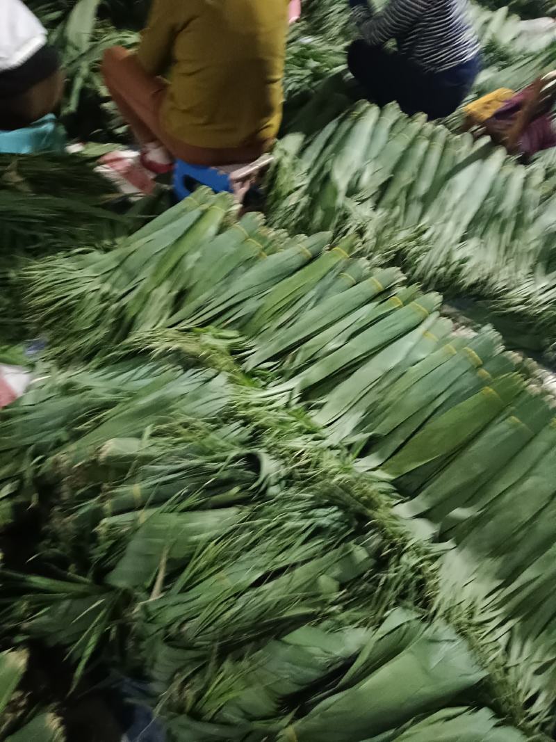 沅江市洞庭湖芦苇叶源于洞庭湖畔的风光！