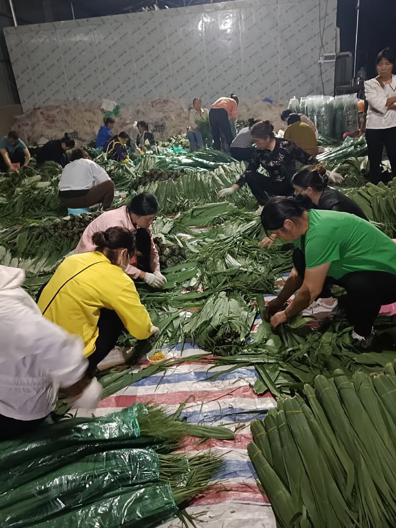 沅江市洞庭湖芦苇叶源于洞庭湖畔的风光！