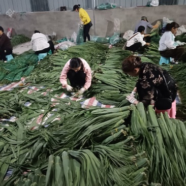 沅江市洞庭湖芦苇叶源于洞庭湖畔的风光！